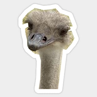 Ohio Ostrich Sticker